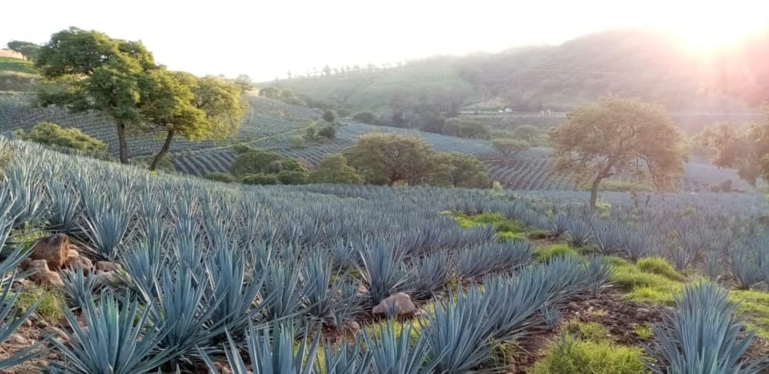 Black Sheep Tequila Double Gold San Francisco World Spirit Competition